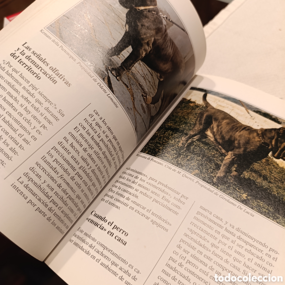 Libros de segunda mano: EL MASTIN NAPOLITANO,PERROS DE RAZA - Foto 3