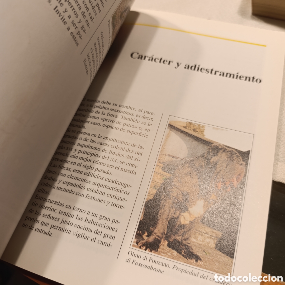Libros de segunda mano: EL MASTIN NAPOLITANO,PERROS DE RAZA - Foto 4