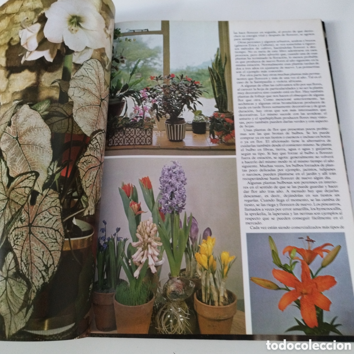 Libros de segunda mano: LIBRO / FLORES Y PLANTAS EN CASA / VIOLET STEVENSON / 1978 - Foto 3