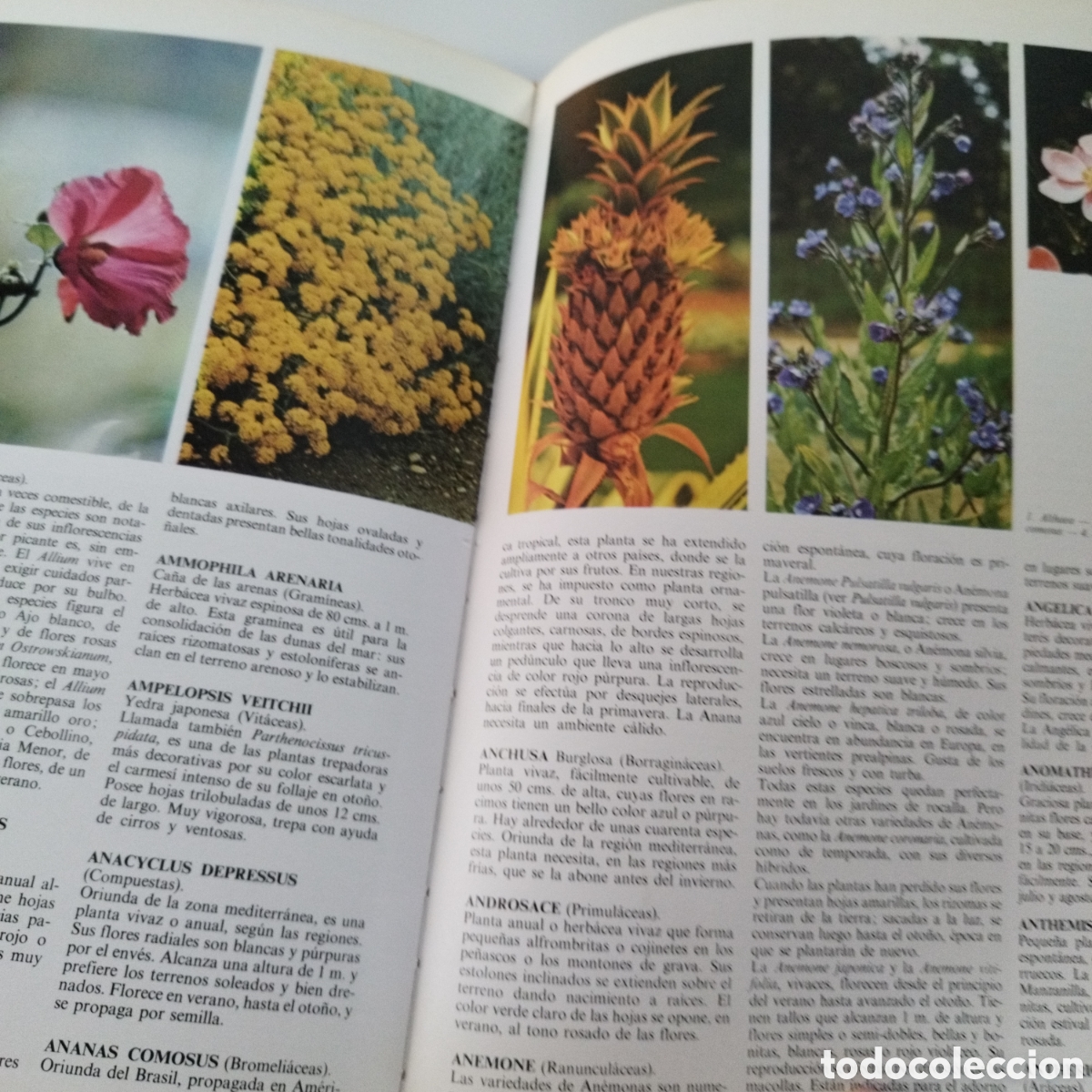 Libros de segunda mano: LIBRO / PLANTAS Y FLORES / ED. EVEREST / 1981 - Foto 2