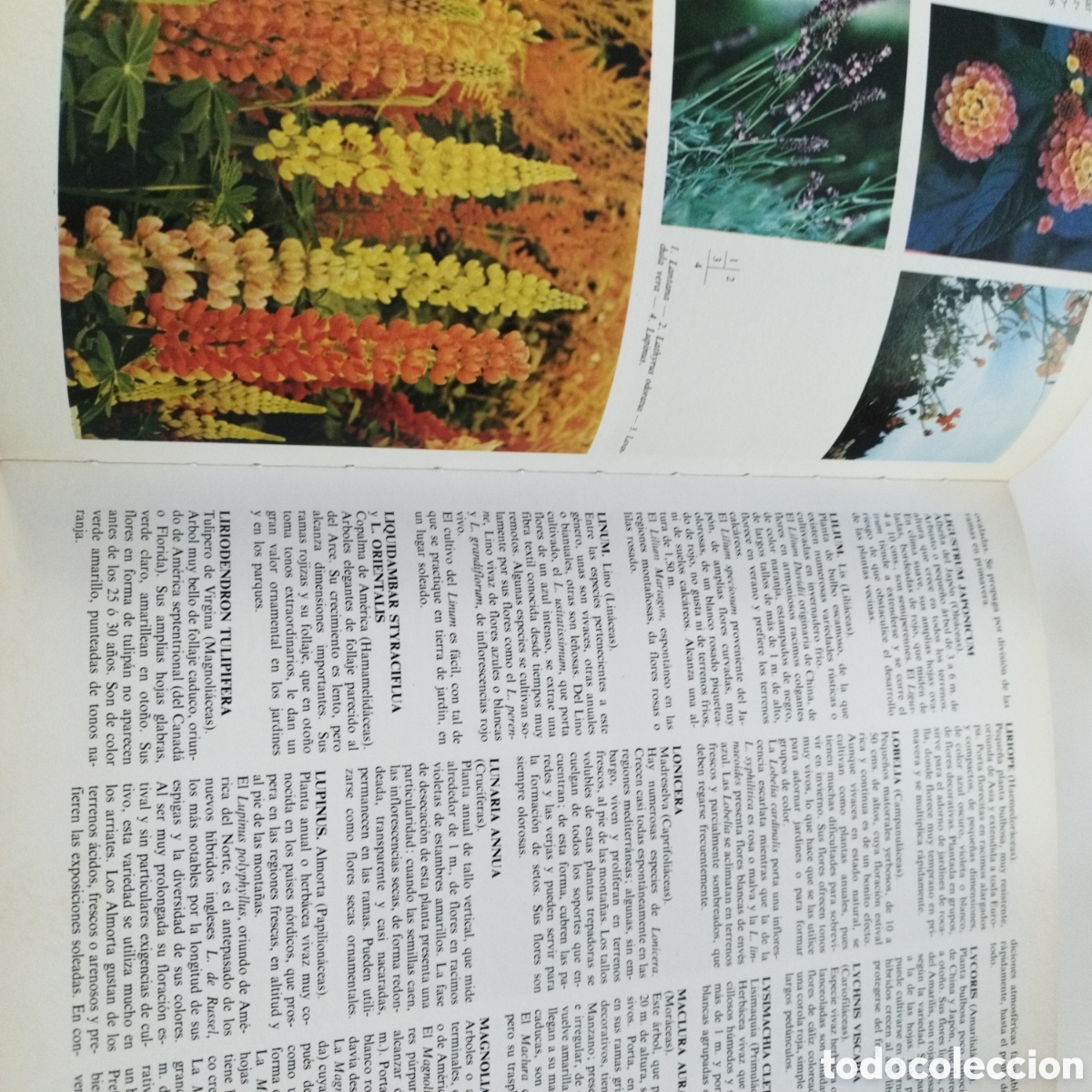 Libros de segunda mano: LIBRO / PLANTAS Y FLORES / ED. EVEREST / 1981 - Foto 3