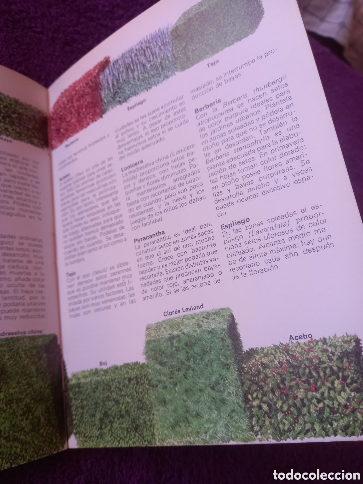 Libros de segunda mano: &Aacute;rboles y arbustos. Enciclopedia de temas b&aacute;sicos. Instituto Parramon. - Foto 5