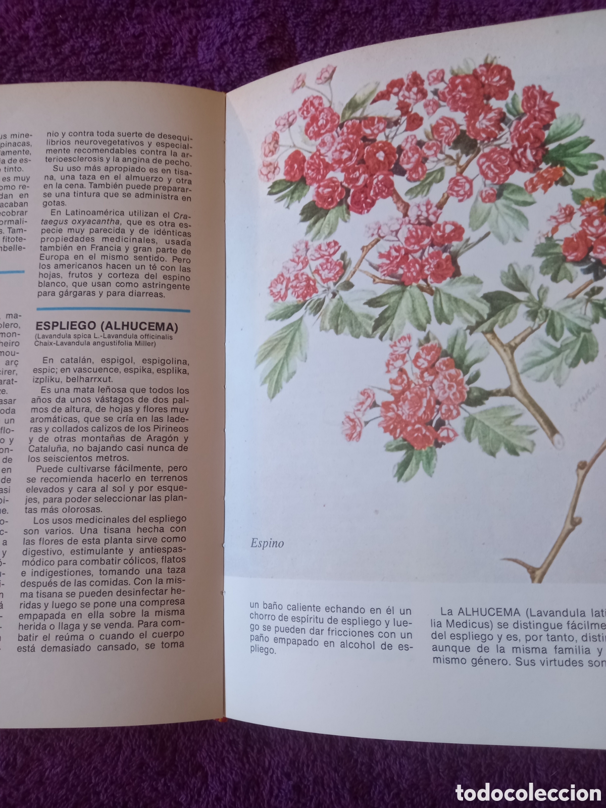 Libros de segunda mano: Diccionario de las plantas medicinales. - Foto 4