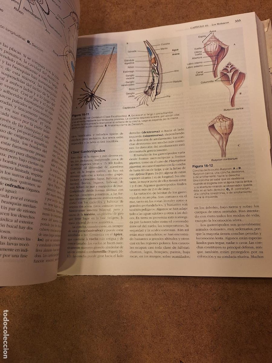 Libros de segunda mano: Principios integrales de Zoolog&iacute;a - Hickman - Roberts - Larson - Foto 4