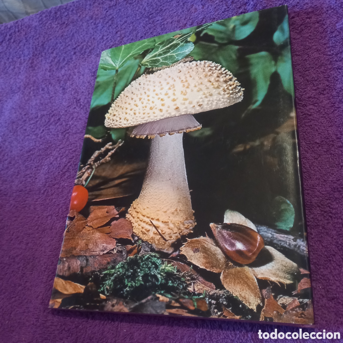Libros de segunda mano: Las setas. Colecci&oacute;n La naturaleza. Ediciones Castell. - Foto 3
