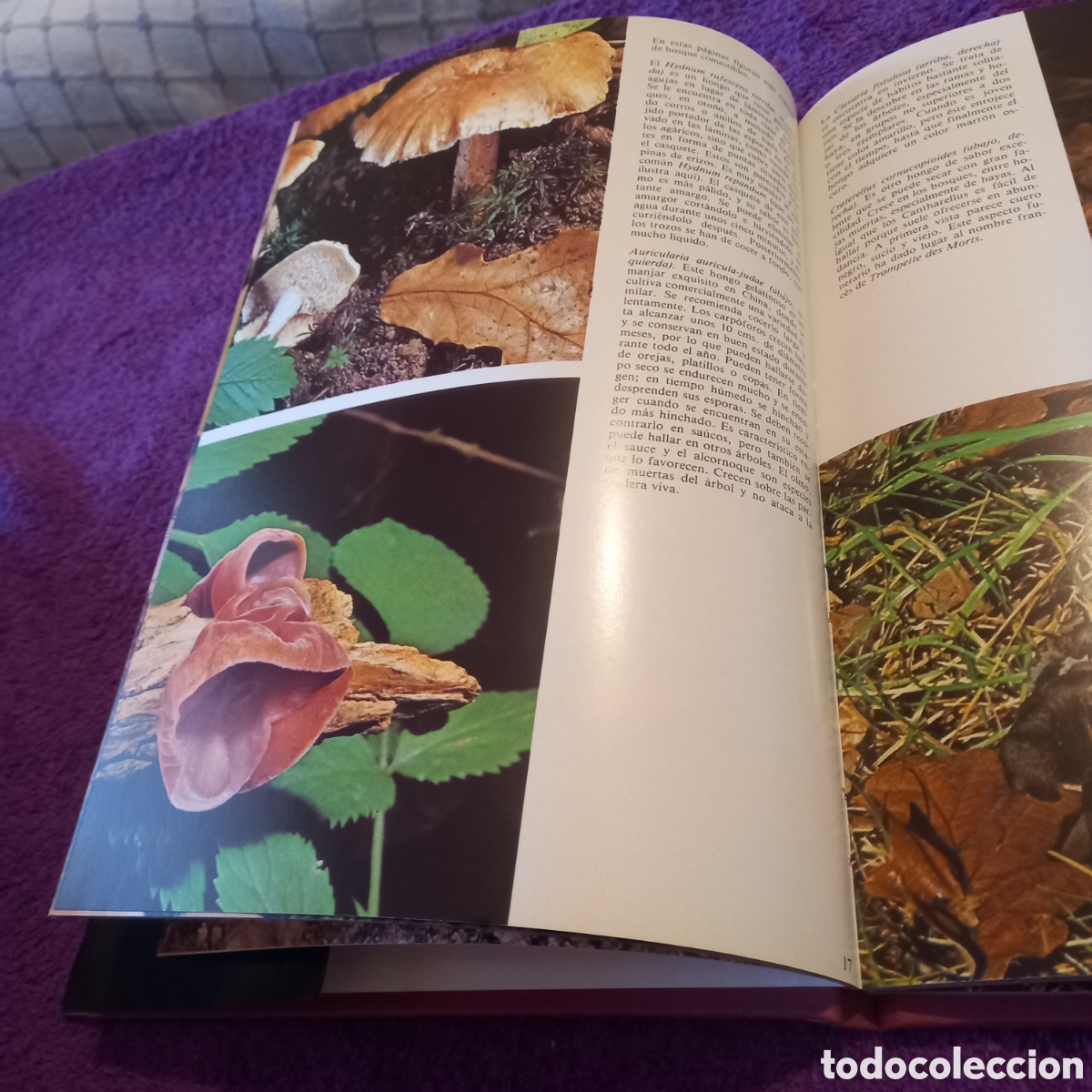 Libros de segunda mano: Las setas. Colecci&oacute;n La naturaleza. Ediciones Castell. - Foto 5