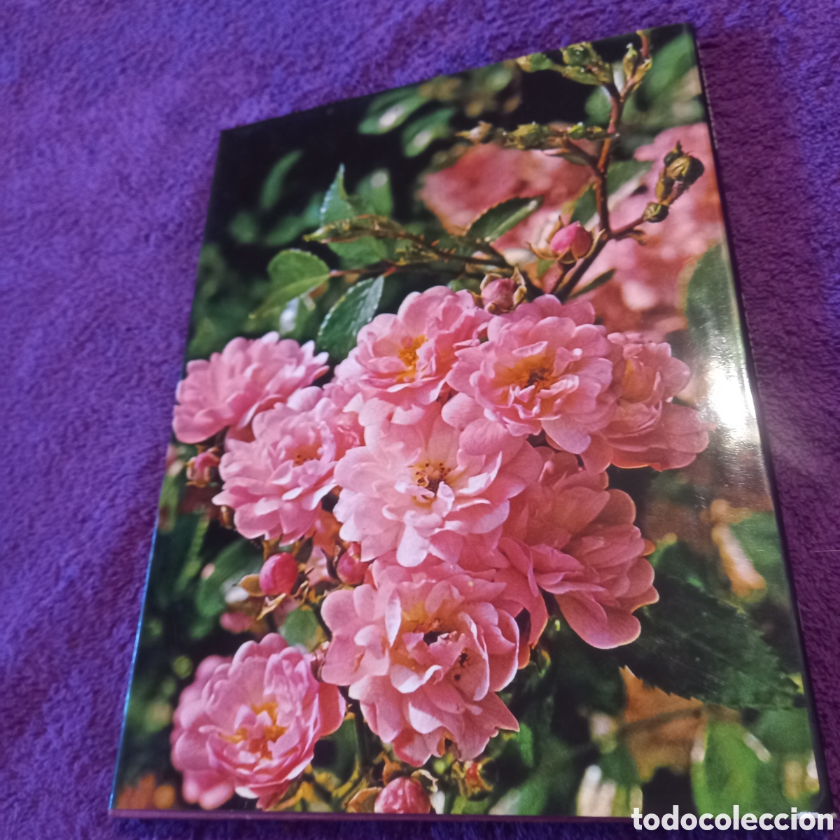 Libros de segunda mano: Las rosas. Colecci&oacute;n La naturaleza. Ediciones Castell. - Foto 3
