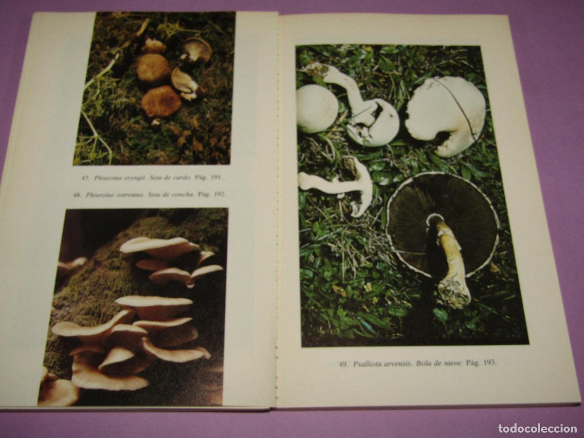 Libros de segunda mano: Antiguo EL LIBRO DE LAS SETAS de Manuel Toharia del A&ntilde;o 1985 - Foto 3