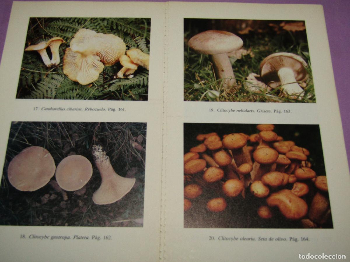 Libros de segunda mano: Antiguo EL LIBRO DE LAS SETAS de Manuel Toharia del A&ntilde;o 1985 - Foto 4