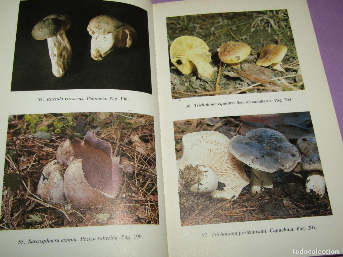 Libros de segunda mano: Antiguo EL LIBRO DE LAS SETAS de Manuel Toharia del A&ntilde;o 1985 - Foto 5