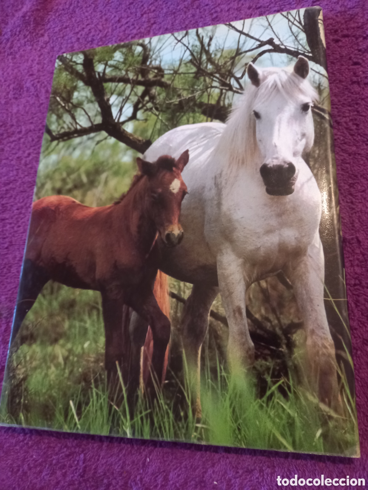 Libros de segunda mano: Caballos. Colecci&oacute;n La naturaleza. Ediciones Castell. - Foto 3