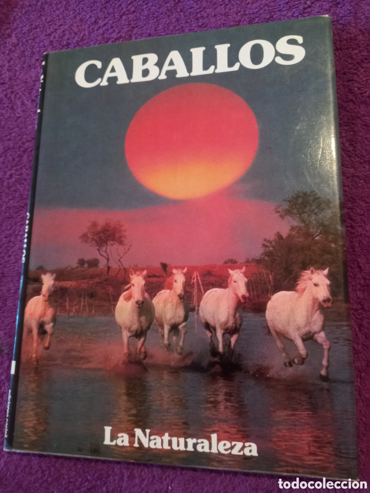 Libros de segunda mano: Caballos. Colecci&oacute;n La naturaleza. Ediciones Castell. - Foto 1