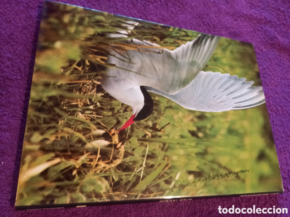 Libros de segunda mano: Las aves. Colecci&oacute;n La naturaleza. Ediciones Castell. - Foto 2