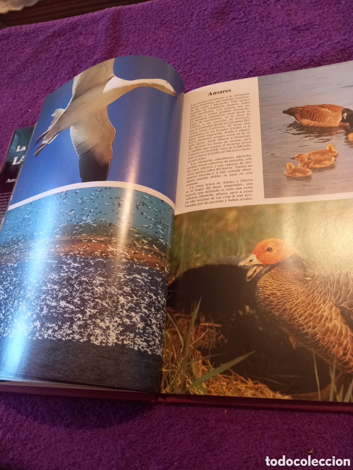 Libros de segunda mano: Las aves. Colecci&oacute;n La naturaleza. Ediciones Castell. - Foto 4