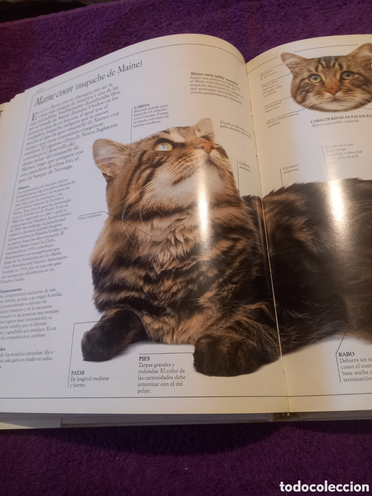 Libros de segunda mano: El gran libro del gato. David Taylor. - Foto 5