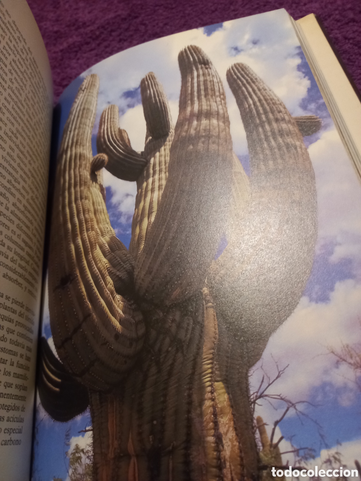 Libros de segunda mano: El planeta viviente. David Attenborough. - Foto 5