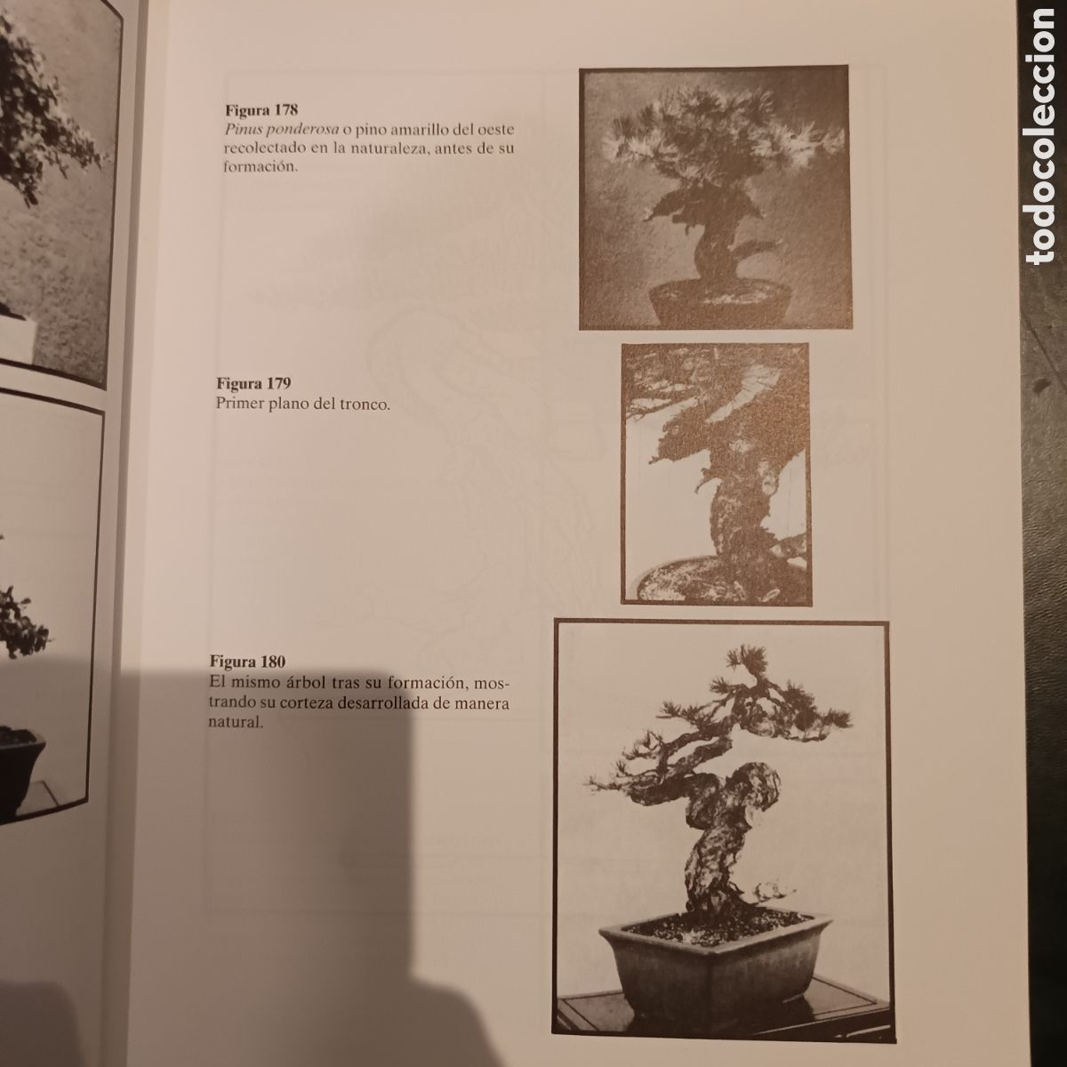 Libros de segunda mano: TECNICAS DEL BONSAI II - YOSHIO NAKA,JOHN - Foto 2