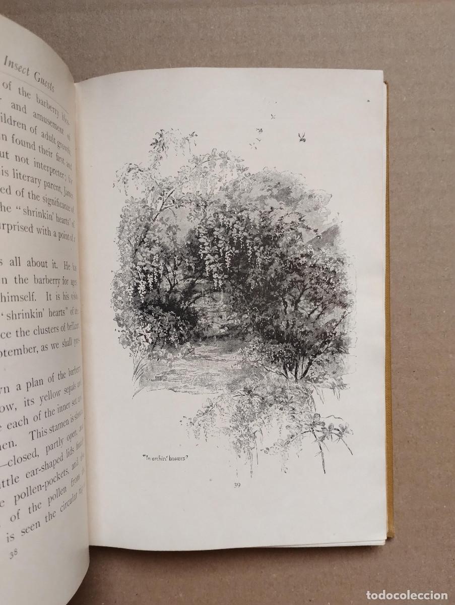Libros de segunda mano: BLOSSOM HOTS & INSECT GUEST - NATURE STUDIES - WILLIAM HAMILTON GIBSON - Foto 4