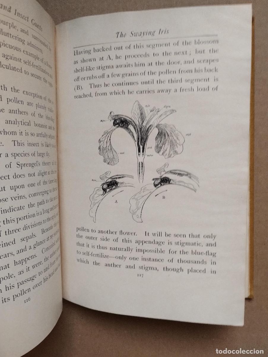 Libros de segunda mano: BLOSSOM HOTS & INSECT GUEST - NATURE STUDIES - WILLIAM HAMILTON GIBSON - Foto 5