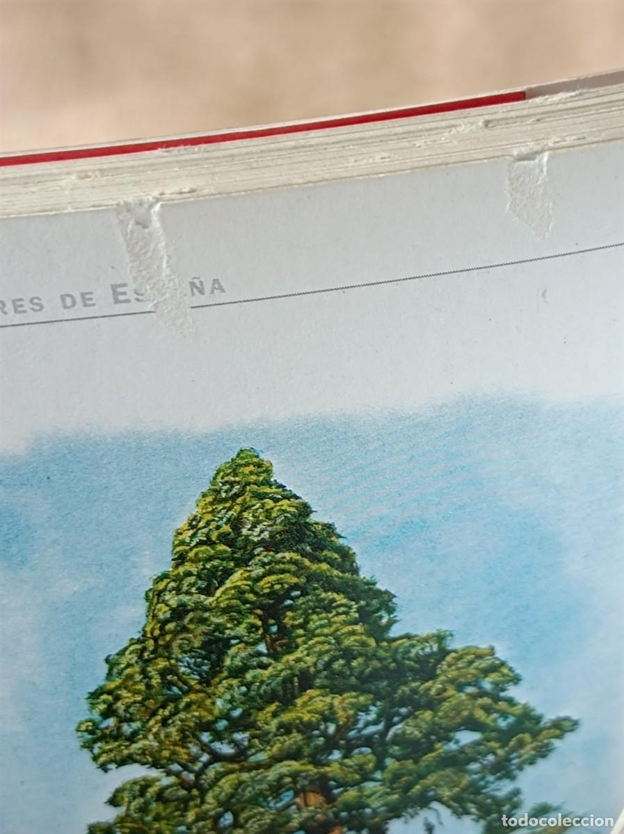 Libros de segunda mano: GU&Iacute;A DE LOS &Aacute;RBOLES SINGULARES BLUME - Foto 18
