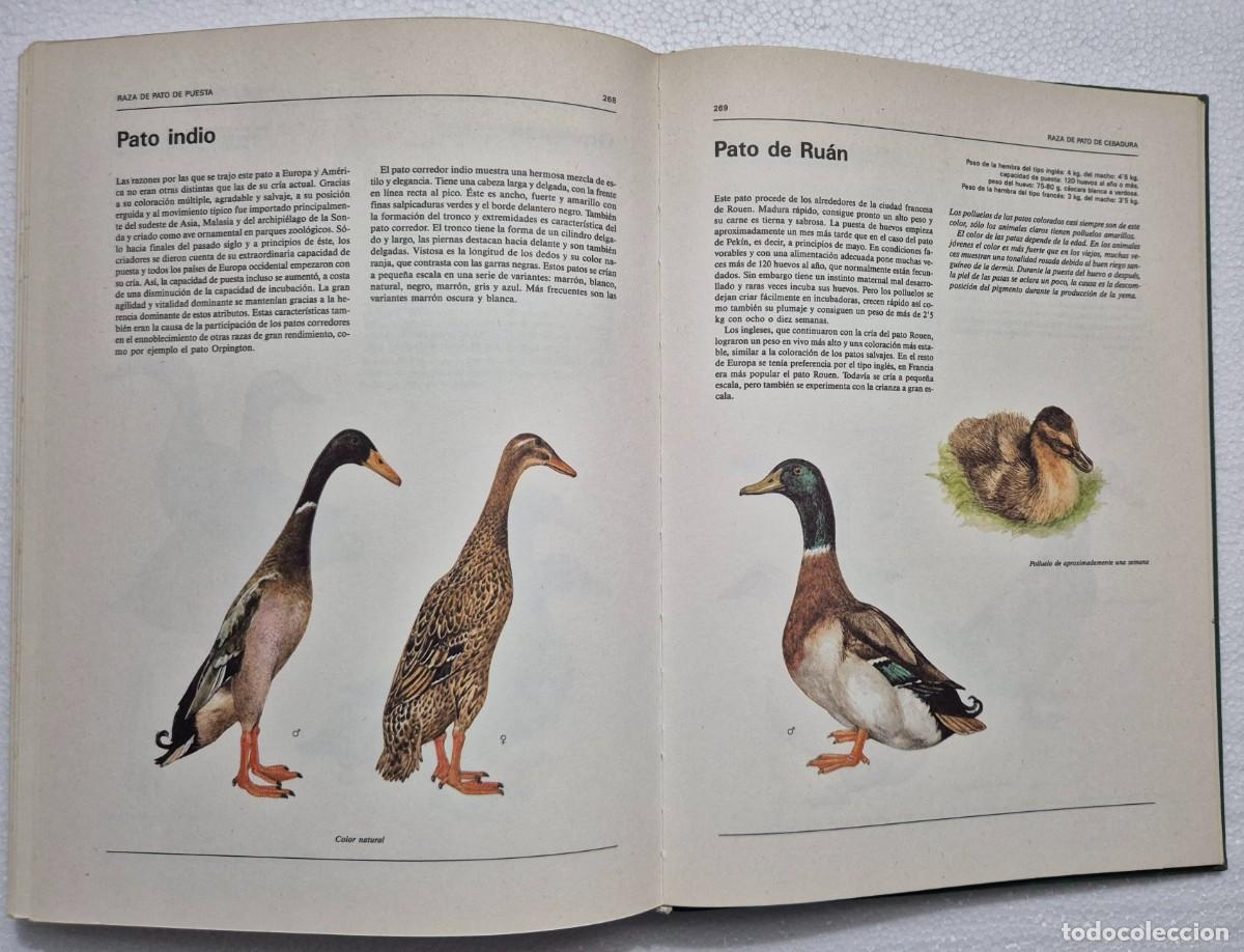 Libros de segunda mano: Atlas ilustrado de animales dom&eacute;sticos. - Foto 10