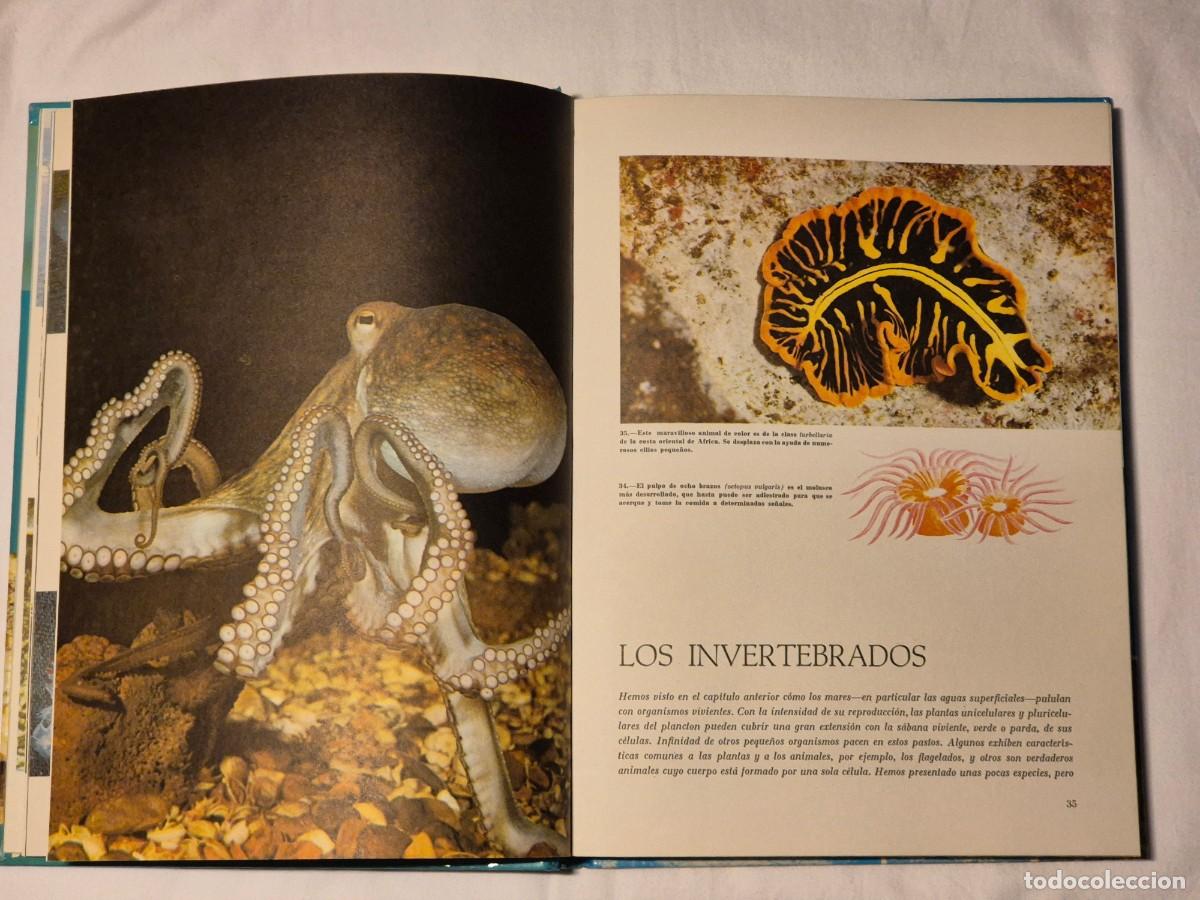 Libros de segunda mano: MARAVILLAS DEL MAR Y DE LA SELVA. WALT DISNEY. - Foto 3
