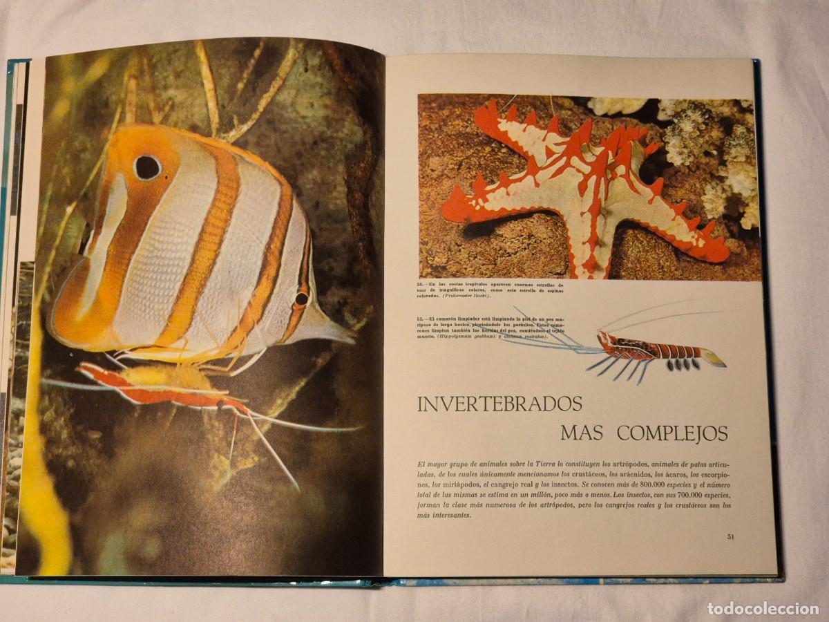 Libros de segunda mano: MARAVILLAS DEL MAR Y DE LA SELVA. WALT DISNEY. - Foto 4