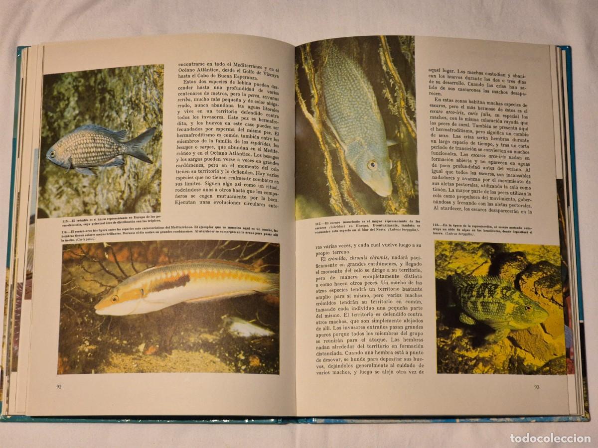 Libros de segunda mano: MARAVILLAS DEL MAR Y DE LA SELVA. WALT DISNEY. - Foto 5