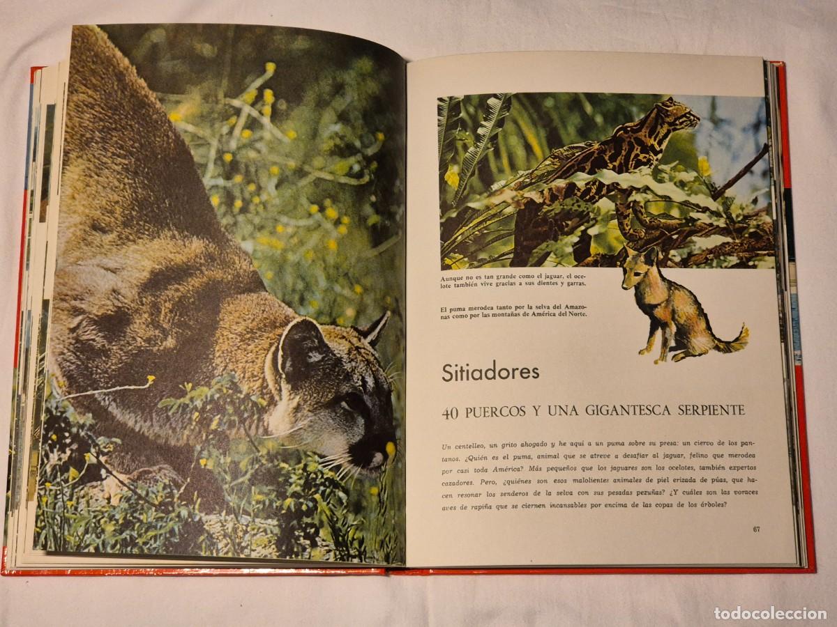 Libros de segunda mano: MARAVILLAS DEL MAR Y DE LA SELVA. WALT DISNEY. - Foto 8