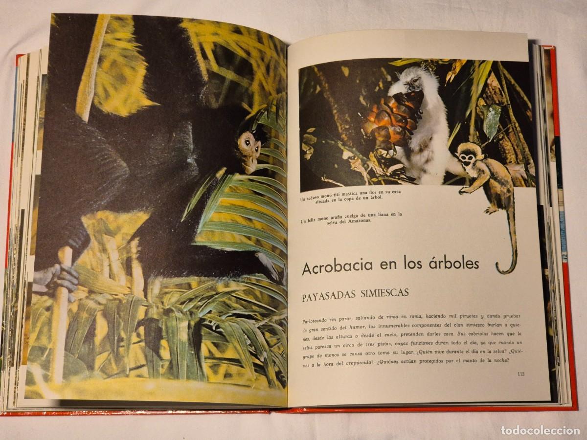 Libros de segunda mano: MARAVILLAS DEL MAR Y DE LA SELVA. WALT DISNEY. - Foto 9