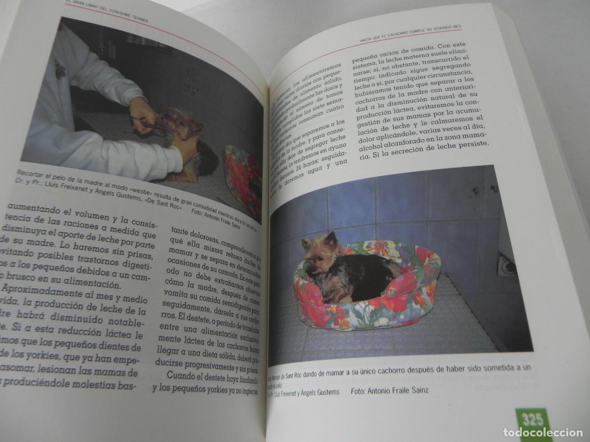 Libros de segunda mano: EL GRAN LIBRO DEL YORKSHIRE TERRIER (ANNA VILA COMA) TIKAL EDICIONES - Foto 8