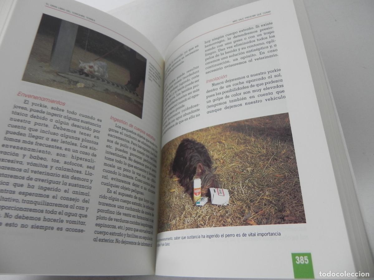 Libros de segunda mano: EL GRAN LIBRO DEL YORKSHIRE TERRIER (ANNA VILA COMA) TIKAL EDICIONES - Foto 9