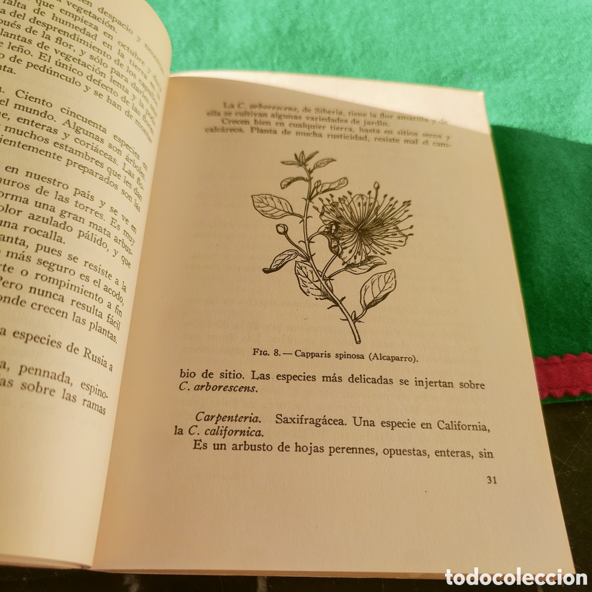 Libros de segunda mano: LOS ARBUSTOS DE FLOR. NOEL CLARASO - Foto 6