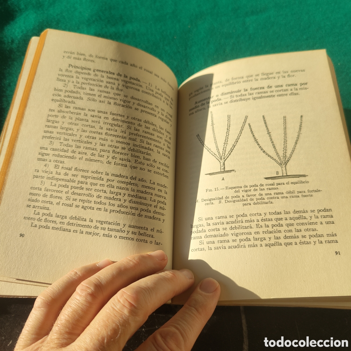Libros de segunda mano: LOS ARBUSTOS DE FLOR. NOEL CLARASO - Foto 7
