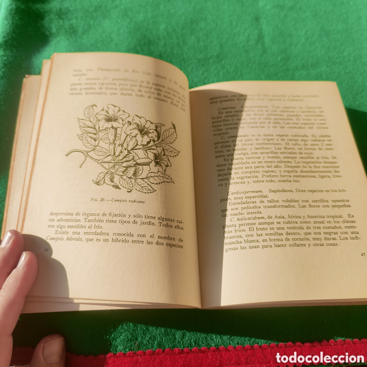 Libros de segunda mano: LAS ENREDADERAS EN LOS JARDINES. CLARASO, NOEL. - Foto 4