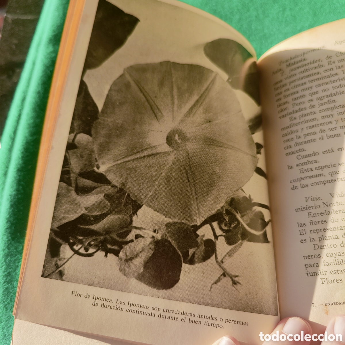 Libros de segunda mano: LAS ENREDADERAS EN LOS JARDINES. CLARASO, NOEL. - Foto 5
