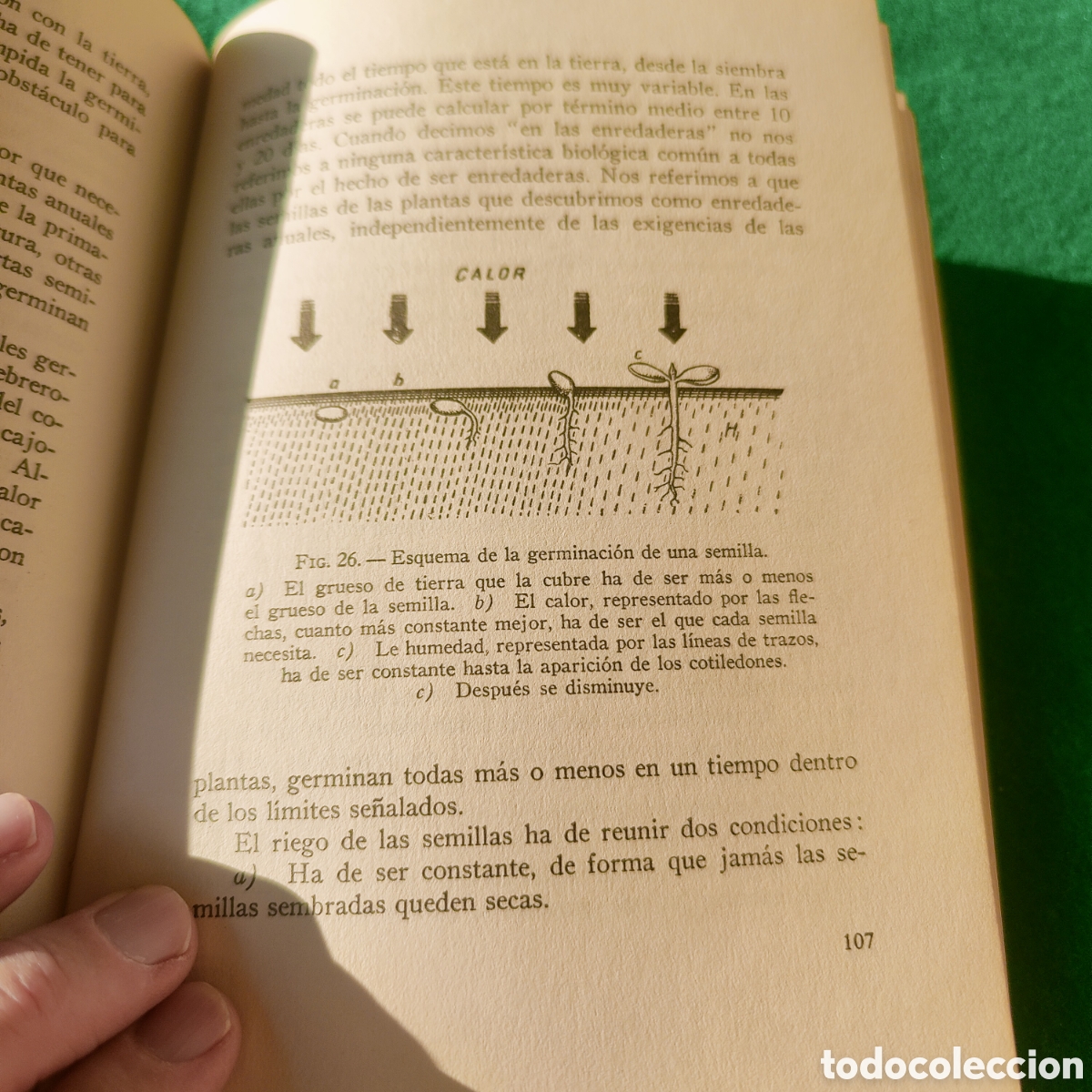 Libros de segunda mano: LAS ENREDADERAS EN LOS JARDINES. CLARASO, NOEL. - Foto 6