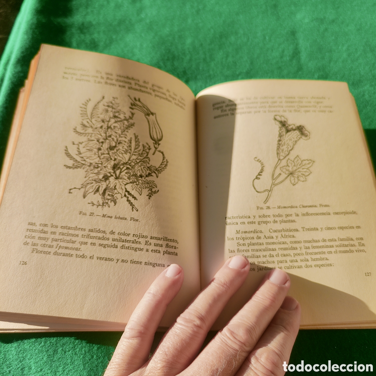 Libros de segunda mano: LAS ENREDADERAS EN LOS JARDINES. CLARASO, NOEL. - Foto 7
