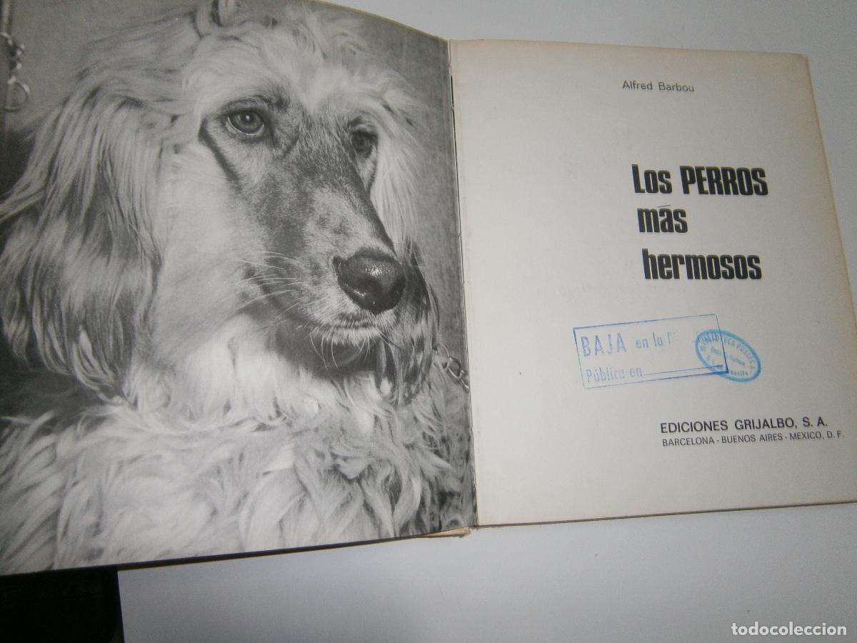 Libros de segunda mano: ANTIGUO LIBRO - LOS PERROS MAS HERMOSOS - Foto 2