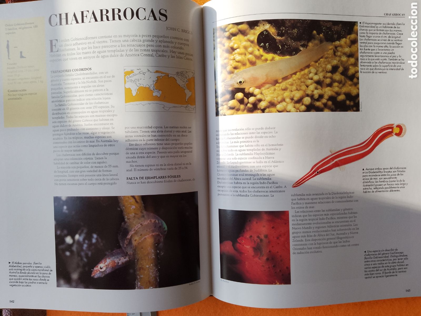 Libros de segunda mano: ENCICLOPEDIA DE LOS PECES . (Lunwerg Editores-1994) - Foto 5