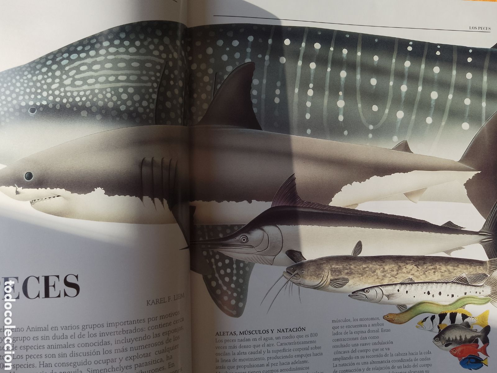 Libros de segunda mano: ENCICLOPEDIA DE LOS PECES . (Lunwerg Editores-1994) - Foto 6