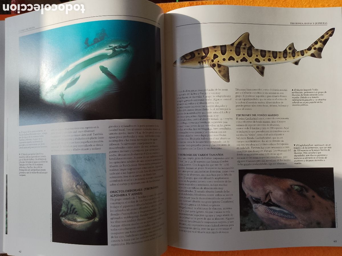 Libros de segunda mano: ENCICLOPEDIA DE LOS PECES . (Lunwerg Editores-1994) - Foto 7