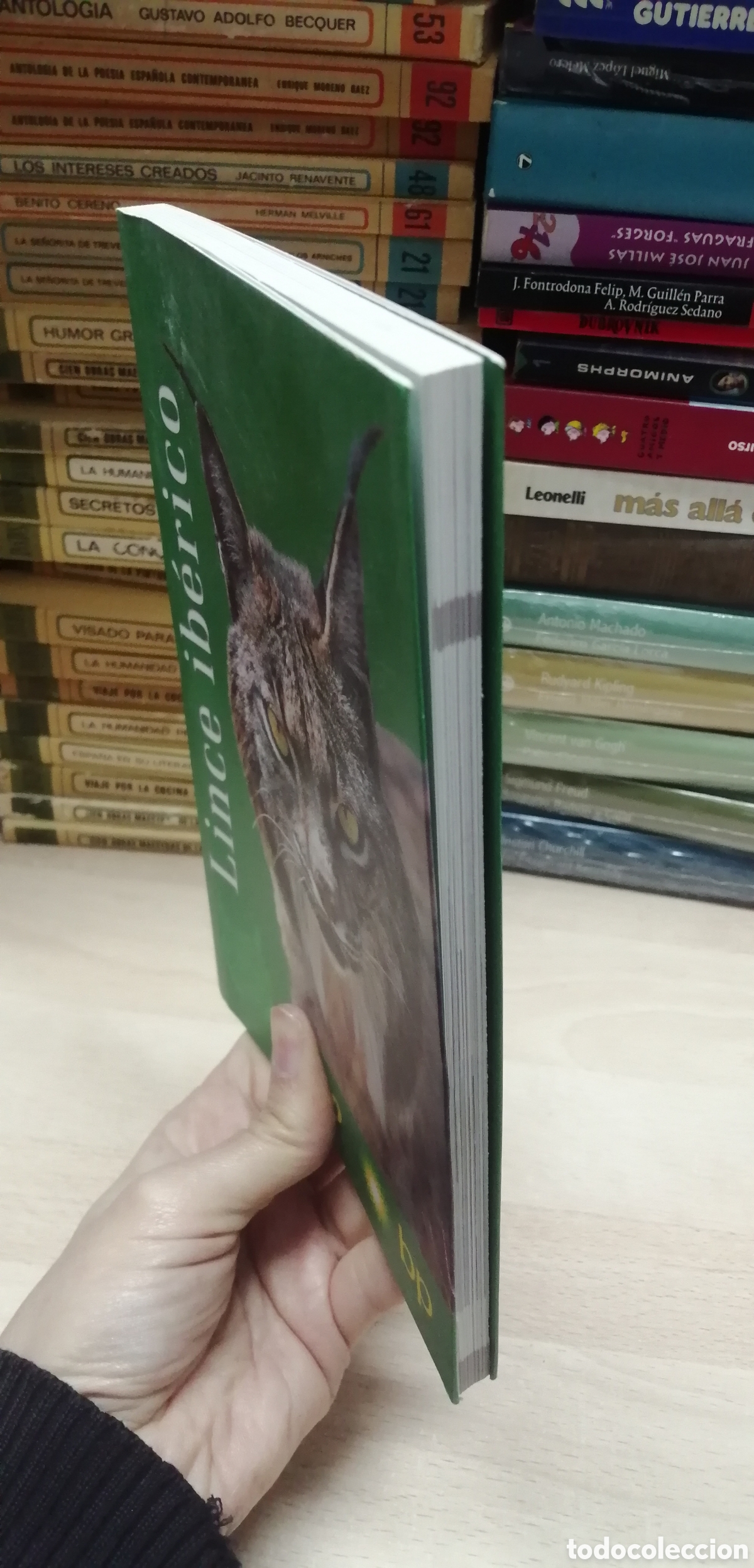 Libros de segunda mano: El lince ib&eacute;rico WWF / Adena - Foto 3