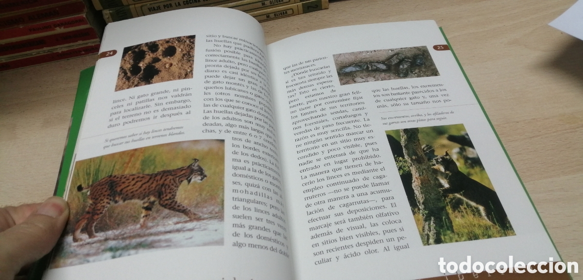 Libros de segunda mano: El lince ib&eacute;rico WWF / Adena - Foto 11