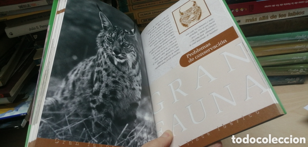 Libros de segunda mano: El lince ib&eacute;rico WWF / Adena - Foto 17