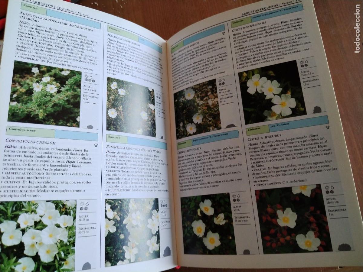 Libros de segunda mano: Arbustos y trepadoras -manual de identificaci&oacute;n - Foto 11