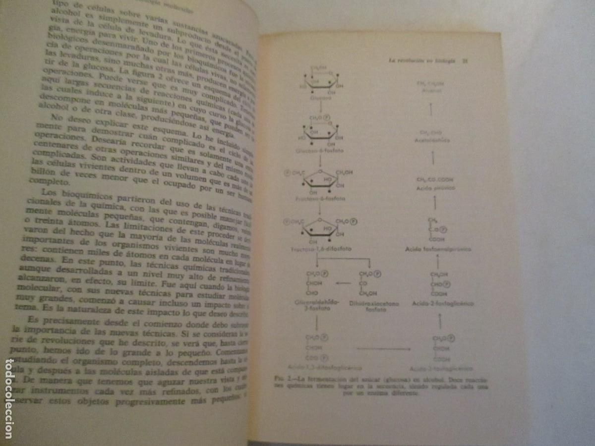 Libros de segunda mano: J.C. KENDREW Introducci&oacute;n a la biolog&iacute;a molecular W32722 - Foto 3