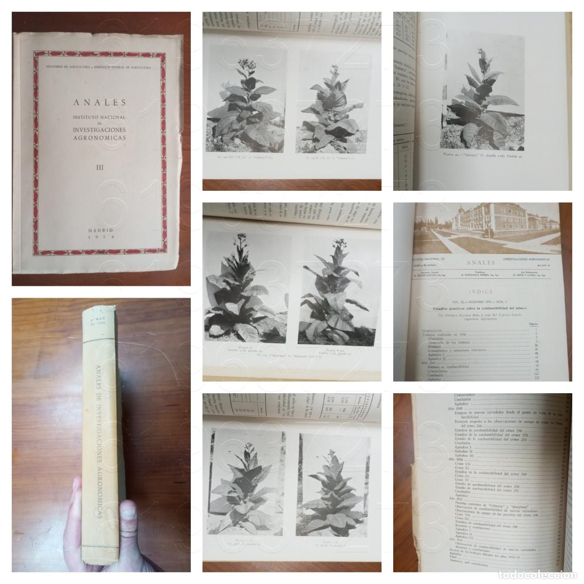 Second hand books: TABACO ESTUDIOS GENETICOS SOBRE LA COMBUSTIBILIDAD DE ENRIQUE ALCARAZ MIRA 586PG AQ8