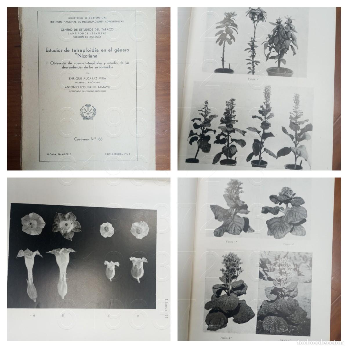Second hand books: TABACO SANTIPONCE ESTUDIOS DE TETRAPLOIDA ENRIQUE ALCARAZ 1947 W7