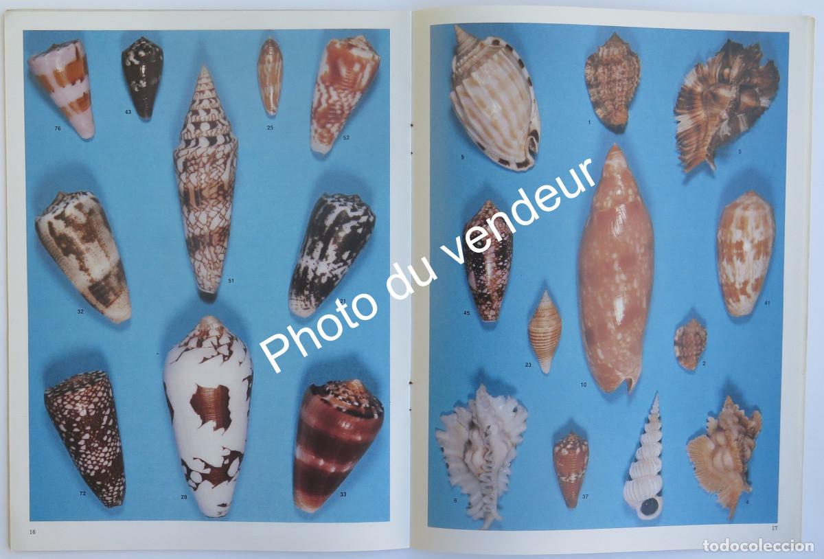 Second hand books: Malacolog&iacute;a. Moluscos: Luigi Raybaudi Massilia, 1985-88. The connoisseur of Seashells.